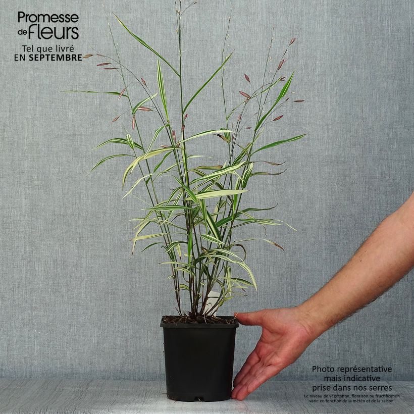 Ejemplar de Chasmanthium latifolium River Mist - Uniola latifolia - Pot de 2L/3L entregado en verano