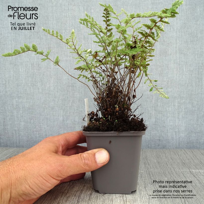 Ejemplar de Cheilanthes lanosa - Helecho de labios peludos Maceta de 8/9 cm entregado en verano