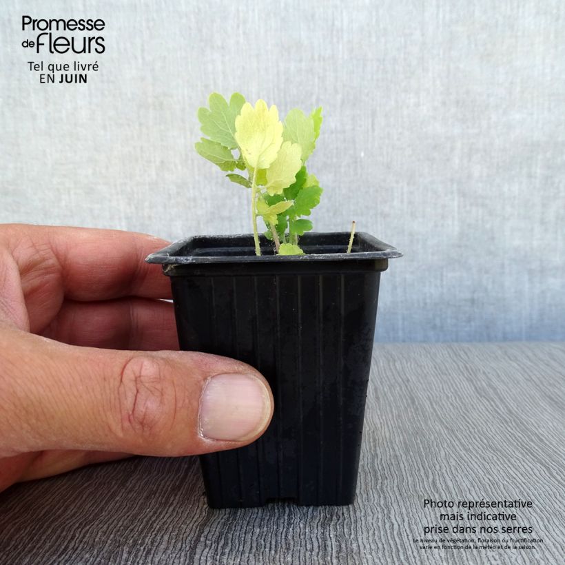 Ejemplar de Celidonia mayor - Chelidonium majus Maceta de 7/8 cm entregado en verano