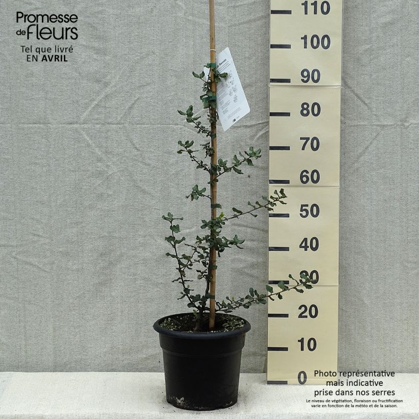 Quercus suber - Alcornoque Maceta 7,5L/10LAltura de entrega aprox. 100/120cm Ejemplar entregado en la primavera