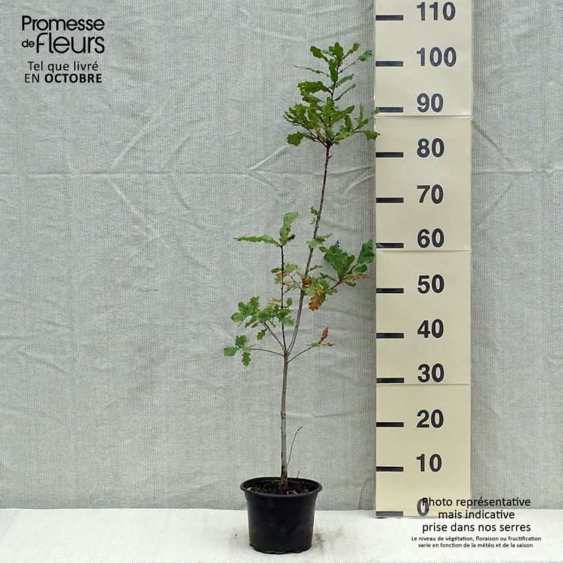 Ejemplar de Roble común - Quercus robur Maceta 2L/3L entregado en otoño
