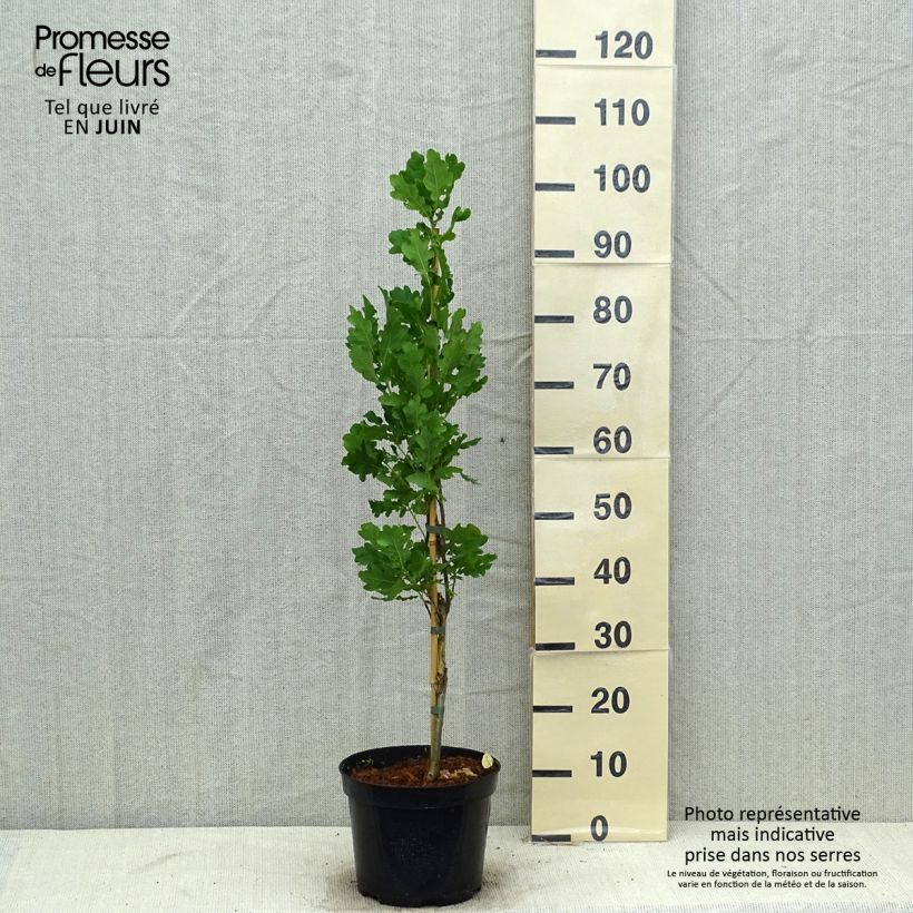 Ejemplar de Quercus robur Fastigiata - Roble de porte columnar Maceta 4L/5LAltura de entrega aprox. 60/80cm entregado en verano