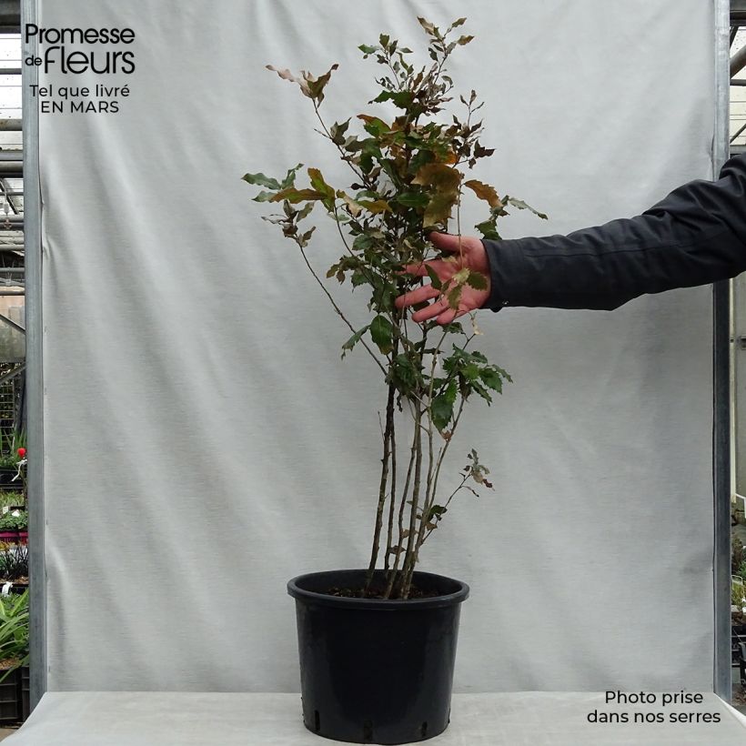 Encina - Quercus ilex Maceta 12L/15LAltura de entrega aprox. 125/150cm Ejemplar entregado en la primavera