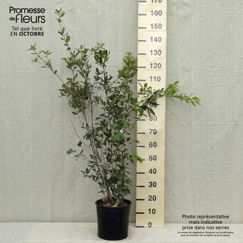 Ejemplar de Encina - Quercus ilex Maceta 6L/7L entregado en otoño