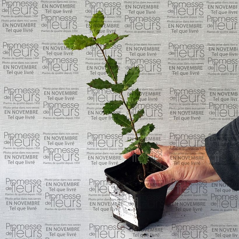 Ejemplo de ejemplar de Encina - Quercus ilex Maceta de 8/9 cmAltura de entrega aprox. 10/15cm tal y como se entrega