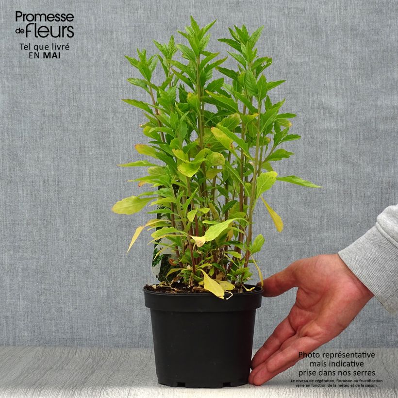 Epazote - Dysphania ambrosioides Maceta 1,5L/2L Ejemplar entregado en la primavera