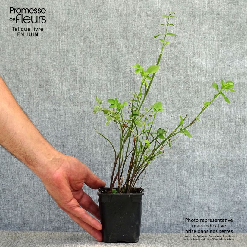 Ejemplar de Escaravía Bio - Sium sisarum Maceta de 8/9 cm entregado en verano