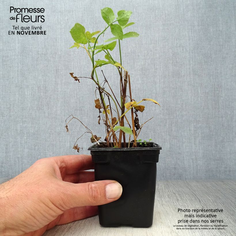 Ejemplar de Escaravía Bio - Sium sisarum Maceta de 8/9 cm entregado en otoño