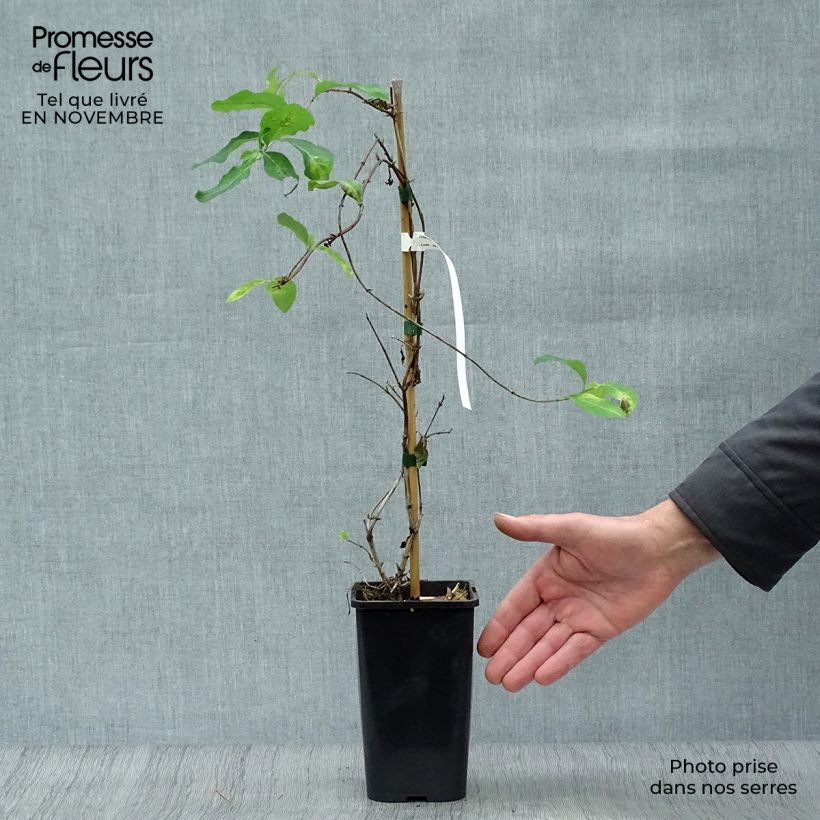Ejemplar de Lonicera Mandarin - Madreselva Maceta 1,5L/2L entregado en otoño