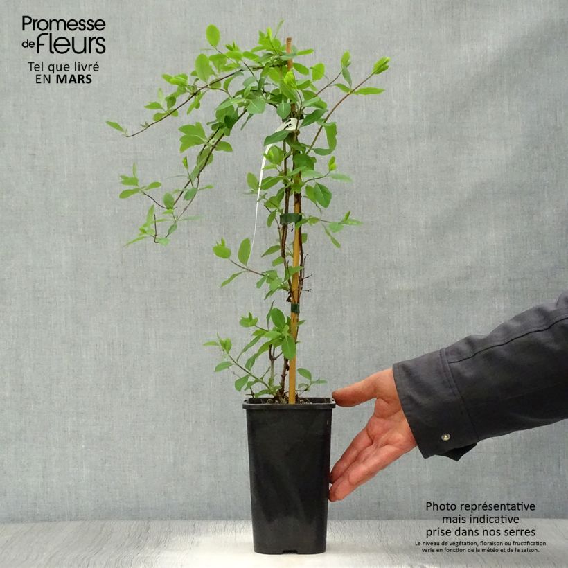 Lonicera Mandarin - Madreselva Maceta 1,5L/2LAltura de entrega aprox. 30/40cm Ejemplar entregado en la primavera