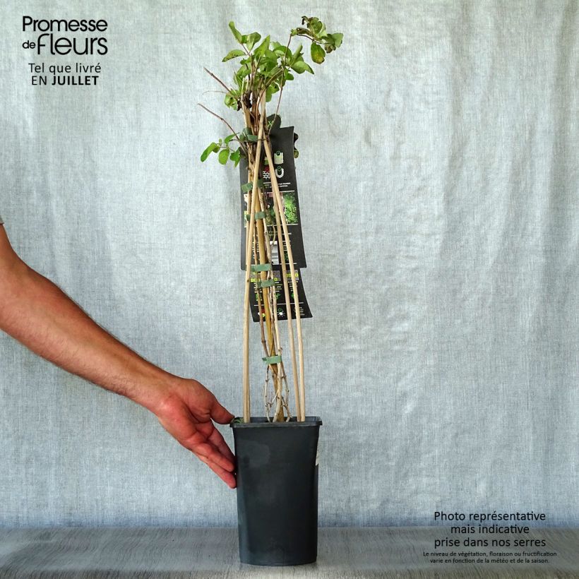 Ejemplar de Lonicera caprifolium - Madreselva Maceta 1,5L/2LAltura de entrega aprox. 50cm entregado en verano