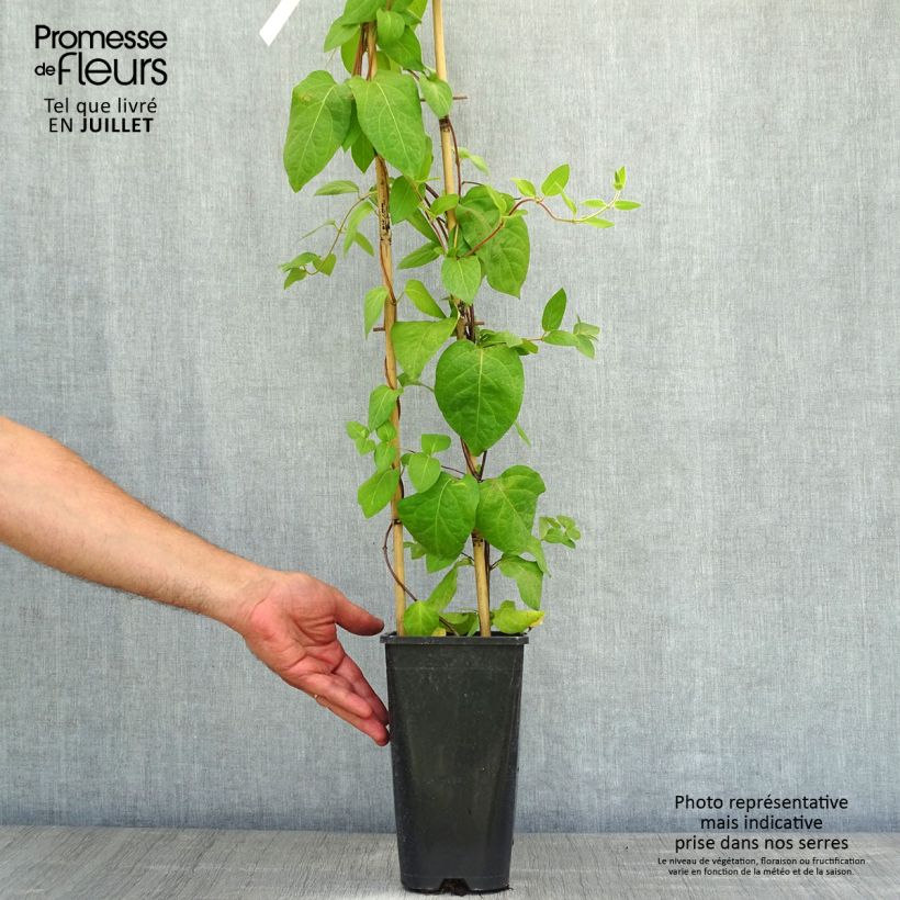 Ejemplar de Lonicera similis var. delavayi - Madreselva Maceta 2L/3LAltura de entrega aprox. 60/70cm entregado en verano