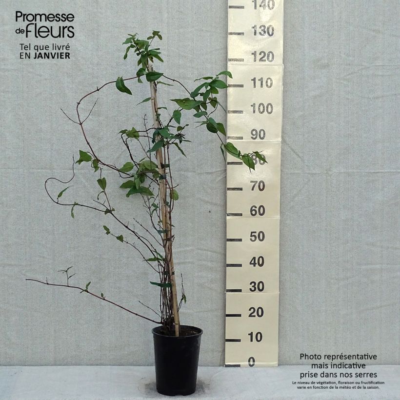 Lonicera similis var. delavayi - Madreselva Maceta 4L/5L Ejemplar entregado en invierno