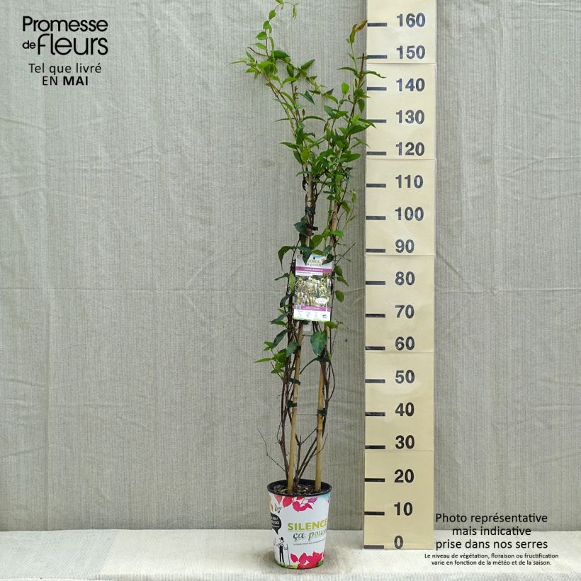 Lonicera similis var. delavayi - Madreselva Maceta 4L/5LAltura de entrega aprox. 80/100cm Ejemplar entregado en la primavera