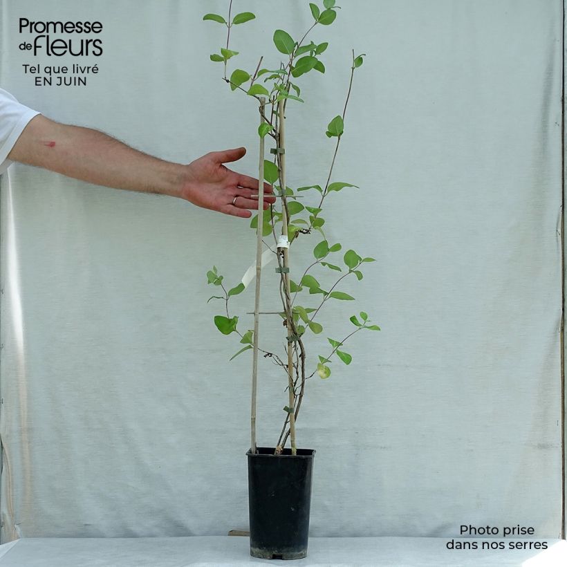 Ejemplar de Lonicera heckrottii American Beauty - Madreselva Maceta 1,5L/2LAltura de entrega aprox. 60/70cm entregado en verano