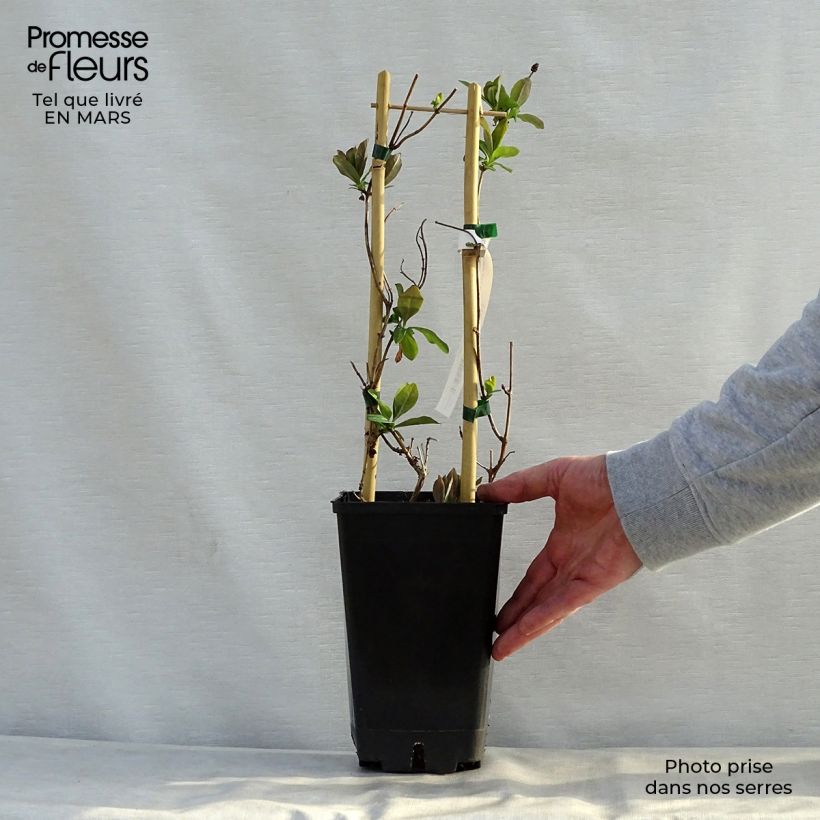Lonicera Celestial - Madreselva Maceta 2L/3LAltura de entrega aprox. 60/70cm Ejemplar entregado en la primavera