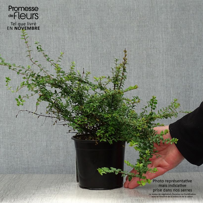 Ejemplar de Madreselva de hoja - Lonicera nitida Ernest Wilson Maceta 1L/1,5L entregado en otoño