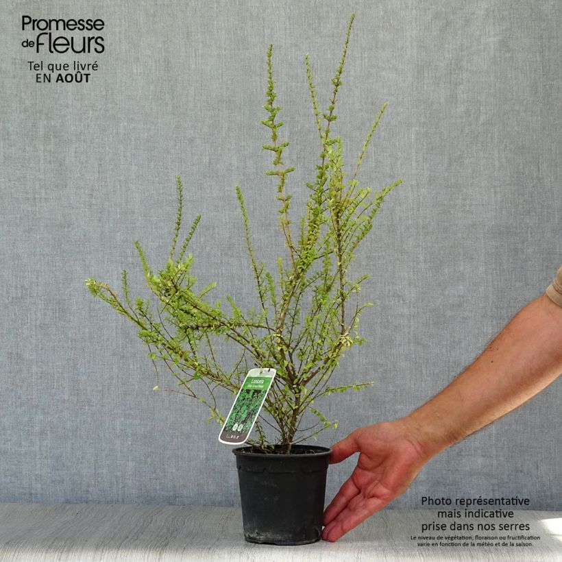 Ejemplar de Madreselva de hoja - Lonicera nitida Ernest Wilson Maceta 1L/1,5LAltura de entrega aprox. 20+cm entregado en verano