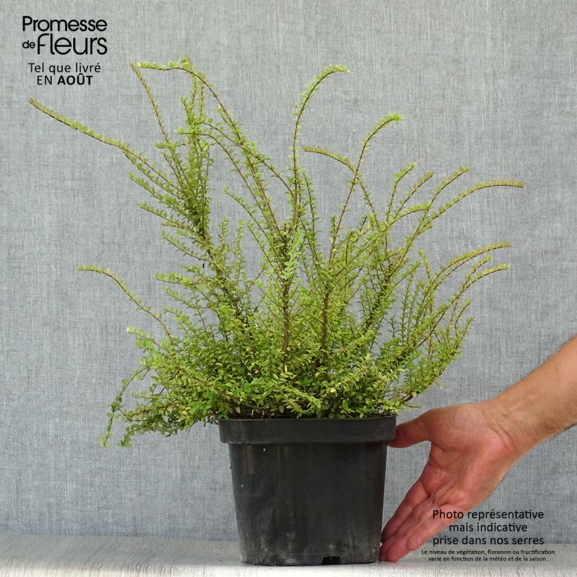 Ejemplar de Madreselva de hoja - Lonicera nitida Ernest Wilson Maceta 2L/3LAltura de entrega aprox. 30/40cm entregado en verano