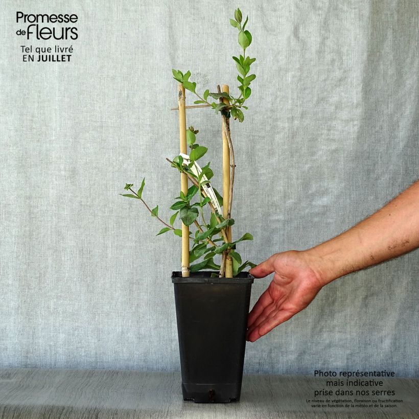 Ejemplar de Madreselva de los bosques - Lonicera periclymenum Graham thomas Maceta 2L/3LAltura de entrega aprox. 30/40cm entregado en verano
