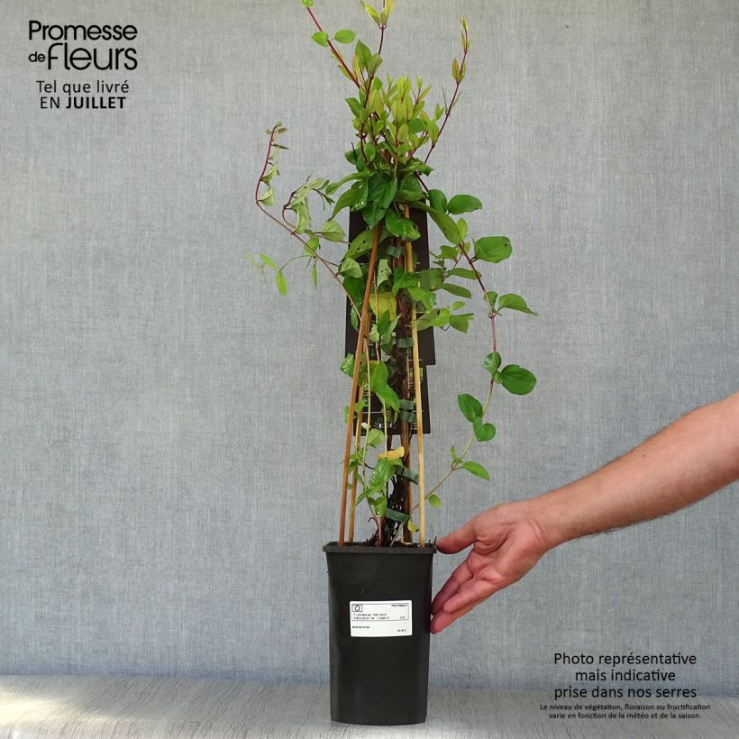 Ejemplar de Madreselva de jardín - Lonicera japonica Red World Maceta 2L/3LAltura de entrega aprox. 40/50cm entregado en verano