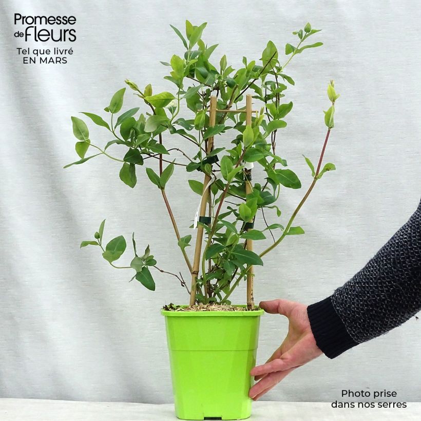 Madreselva de jardín - Lonicera japonica Sweet Isabel Maceta 3L/4LAltura de entrega aprox. 40cm Ejemplar entregado en la primavera