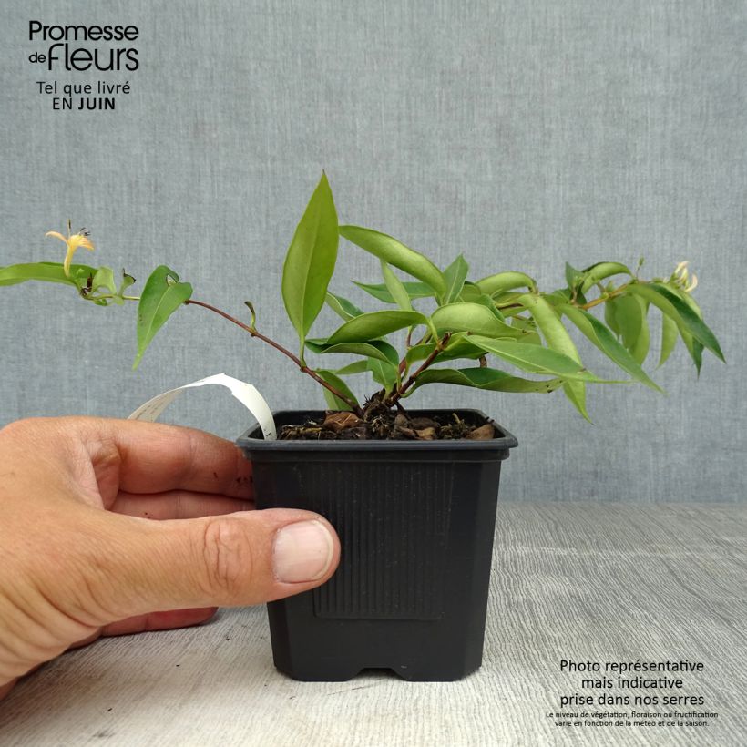 Ejemplar de Lonicera henryi Marinella - Madreselva Maceta de 8/9 cm entregado en verano