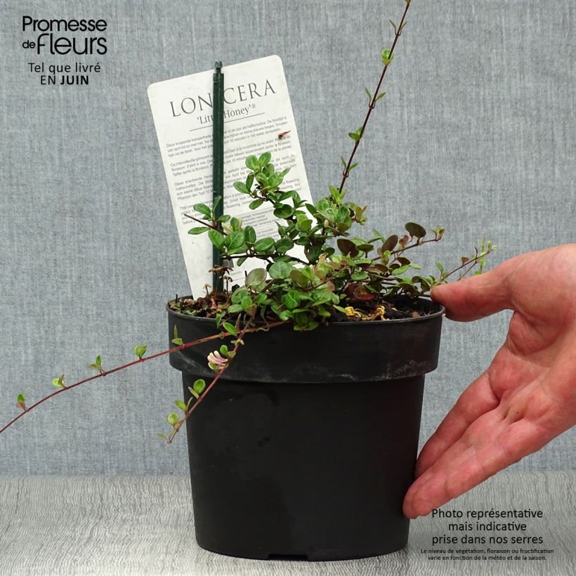 Ejemplar de Lonicera crassifolia Little Honey - Madreselva Maceta 2L/3LAltura de entrega aprox. 5cm entregado en verano