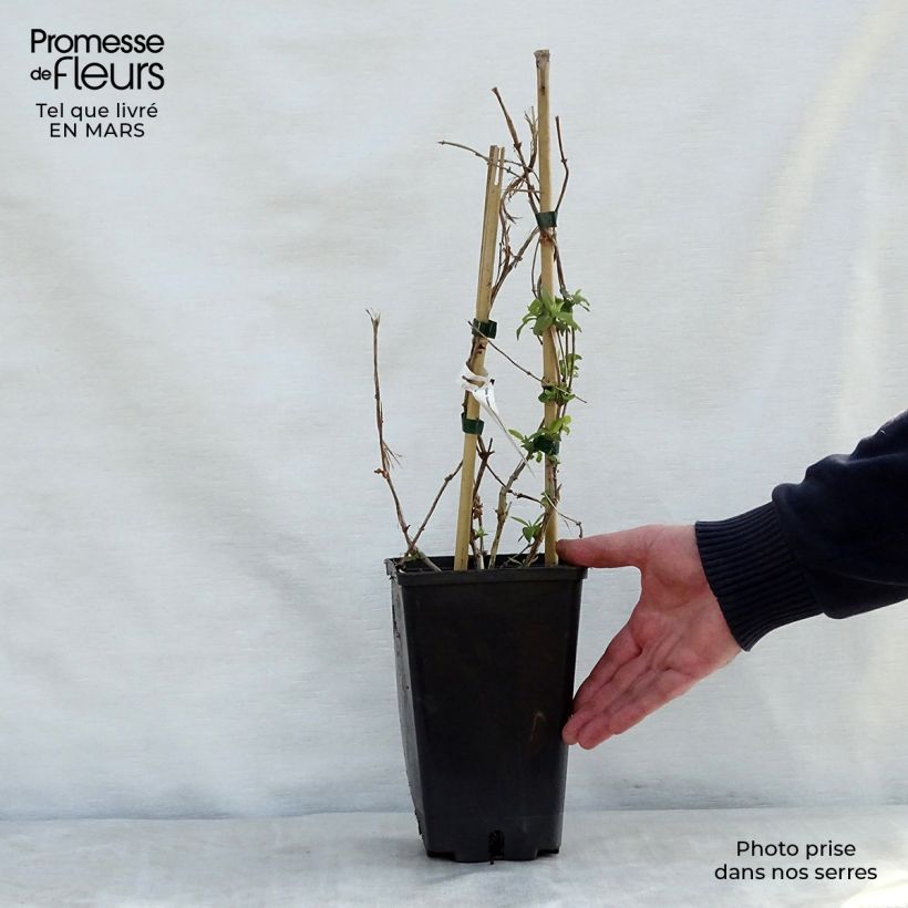 Lonicera brownii Golden Trumpet - Madreselva Maceta 2L/3LAltura de entrega aprox. 30/40cm Ejemplar entregado en la primavera