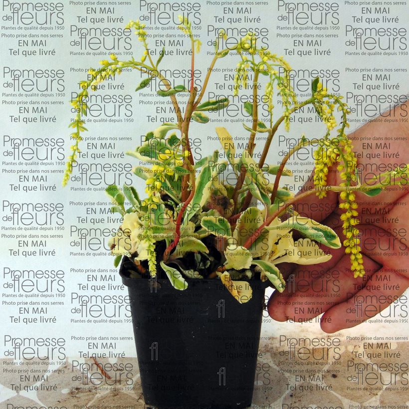 Ejemplo de ejemplar de Chiastophyllum oppositifolium Variegatum Maceta de 8/9 cm tal y como se entrega