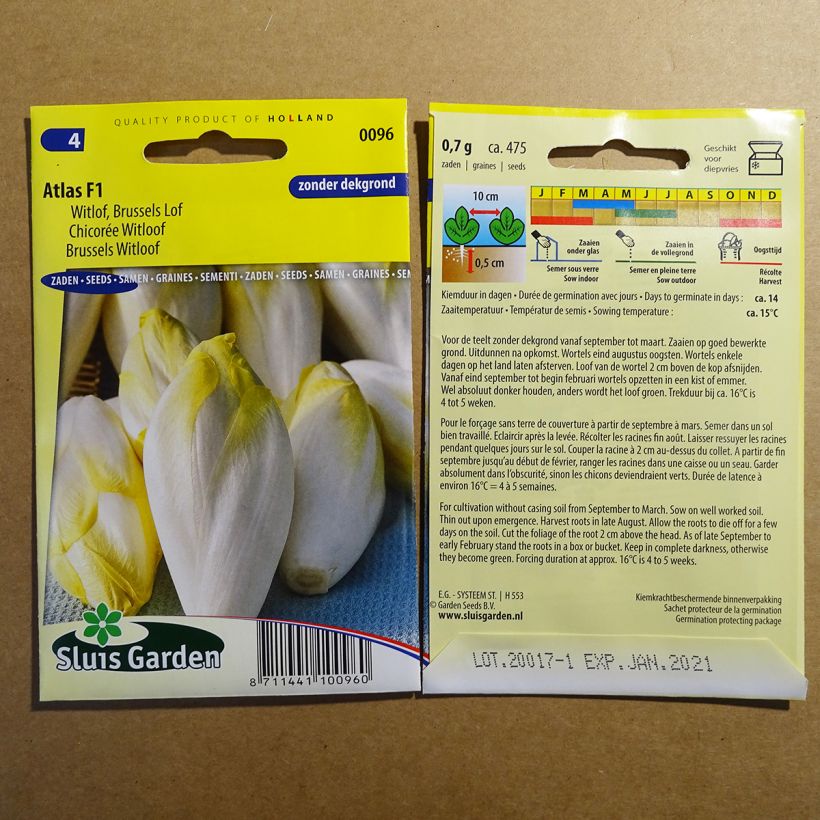 Ejemplo de ejemplar de Endibia Atlas F1 saco de 475 semillas (0.7g) tal y como se entrega