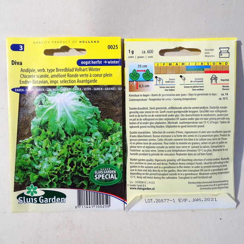 Ejemplo de ejemplar de Escarola Diva - Cichorium endivia var. latifolium saco de 600 semillas (1g) tal y como se entrega