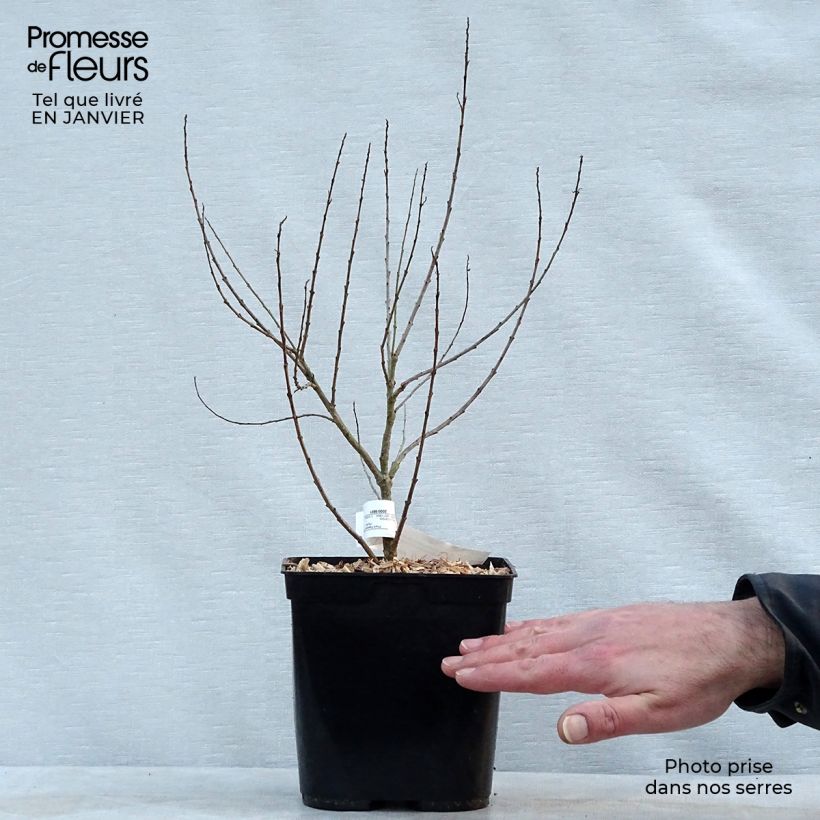 Chilopsis linearis - Sauce del desierto Maceta 3L/4L Ejemplar entregado en invierno