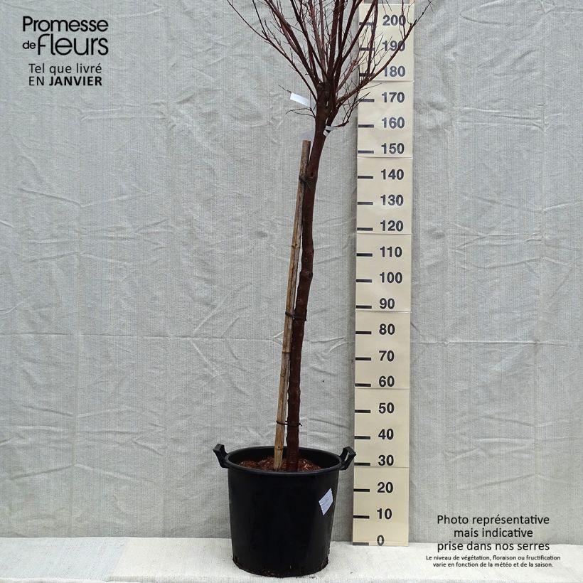Chilopsis linearis Burgundy - Sauce del desierto Maceta 30L/35LAltura de entrega aprox. 200cm Ejemplar entregado en invierno