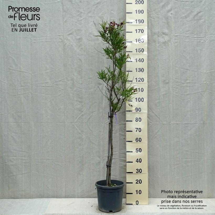 Ejemplar de Chilopsis linearis - Sauce del desierto Maceta 12L/15LAltura de entrega aprox. 120/130cm entregado en verano