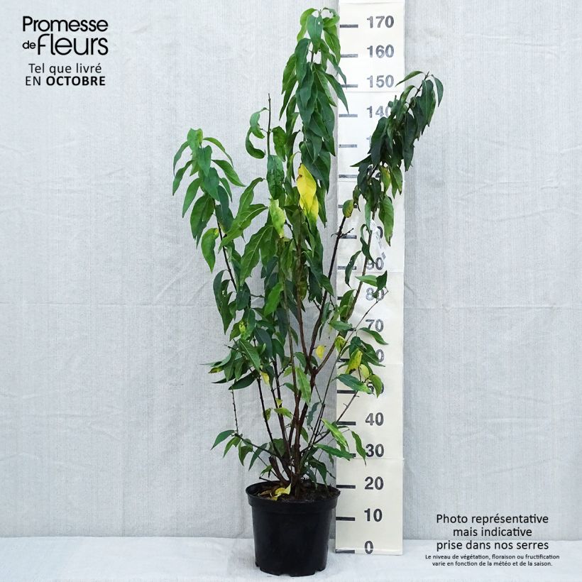 Ejemplar de Chimonanthus praecox Grandiflorus - Macasar Maceta 7,5L/10L entregado en otoño