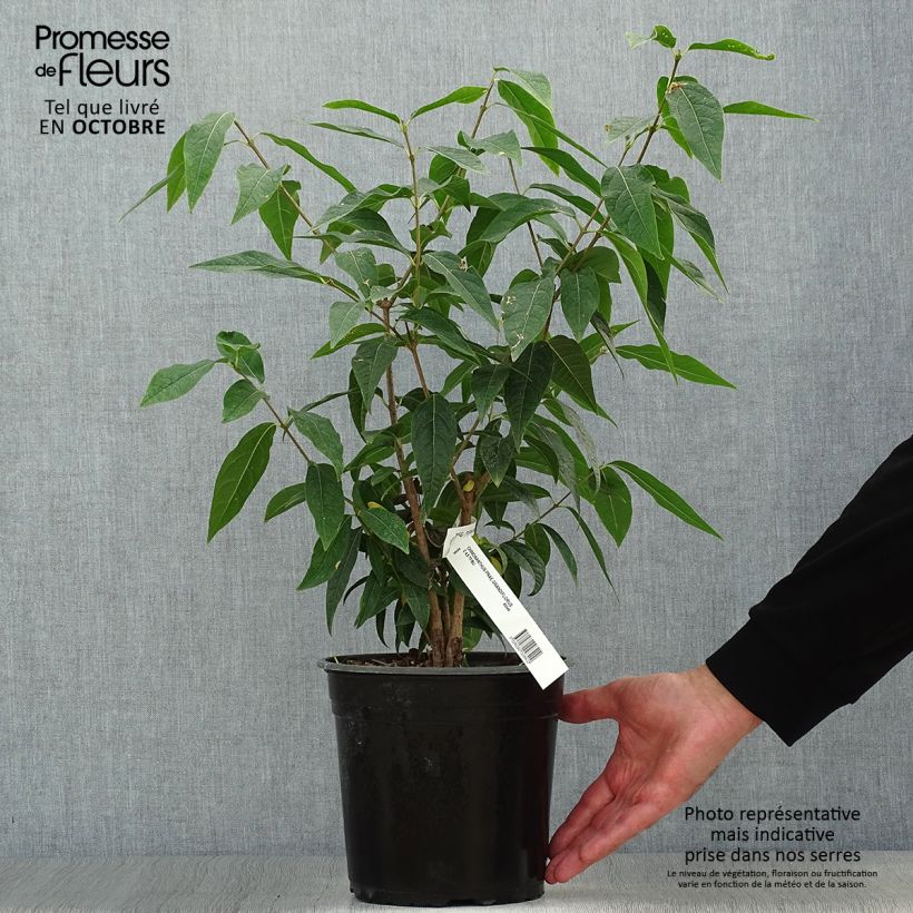 Ejemplar de Chimonanthus praecox Grandiflorus - Macasar Maceta 4L/5L entregado en otoño