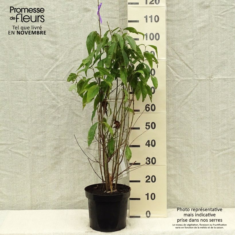Ejemplar de Chimonanthus praecox - Macasar Maceta 7,5L/10L entregado en otoño