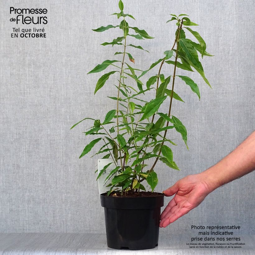 Ejemplar de Chimonanthus praecox - Macasar Maceta 3L/4L entregado en otoño