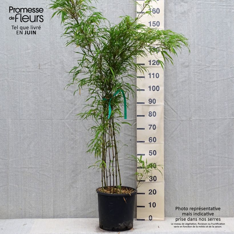 Ejemplar de Chimonobambusa tumidissinoda Microphylla - Bambou moyen 15L 125/+ Pot de 12L/15L entregado en verano