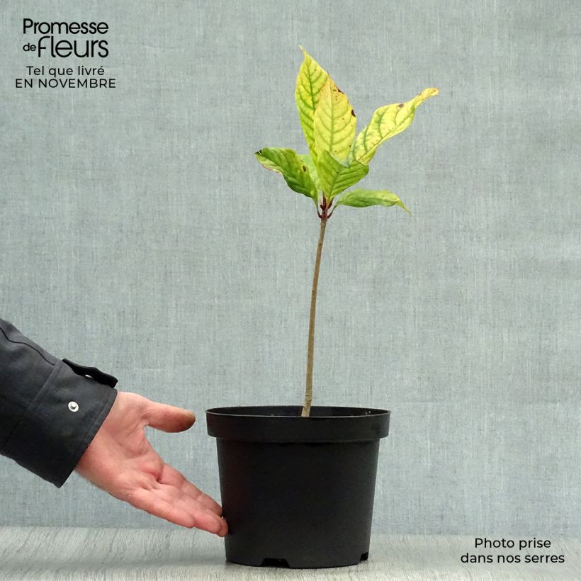 Ejemplar de Chionanthus virginicus - Laurel de nieve Maceta 2L/3L entregado en otoño