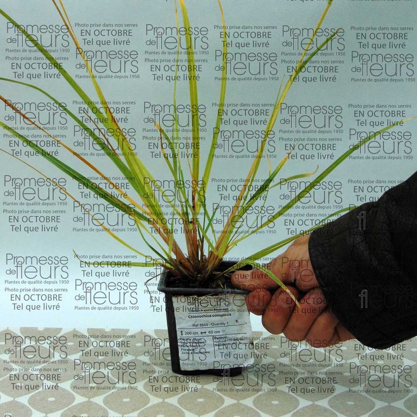 Ejemplo de ejemplar de Chionochloa conspicua Maceta de 8/9 cm tal y como se entrega