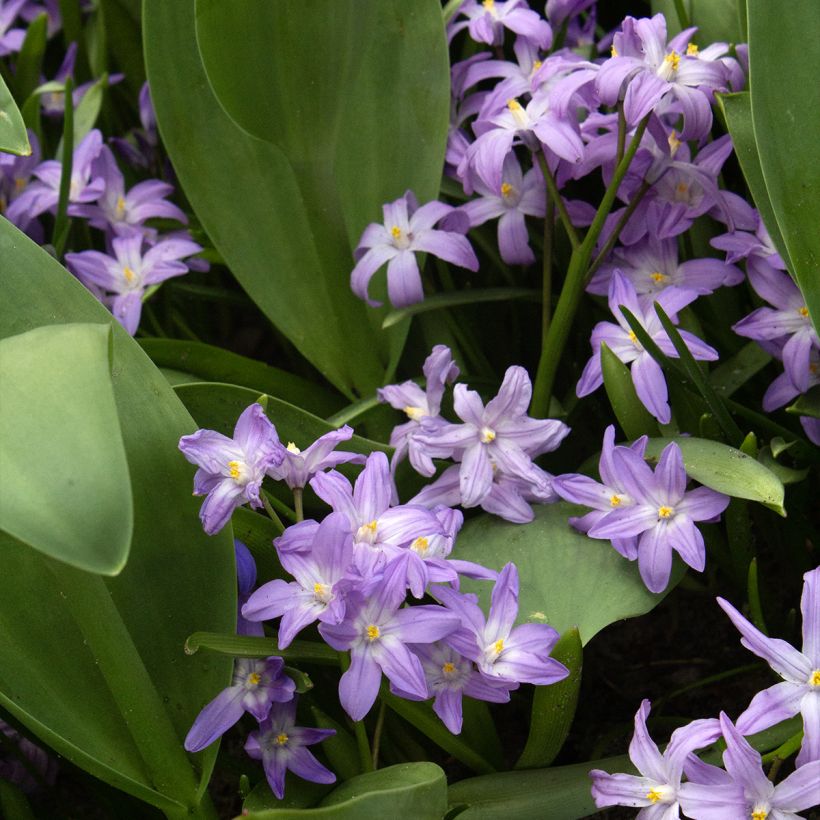 Gloria de la nieve - Chionodoxa forbesii Violet Beauty (Porte)