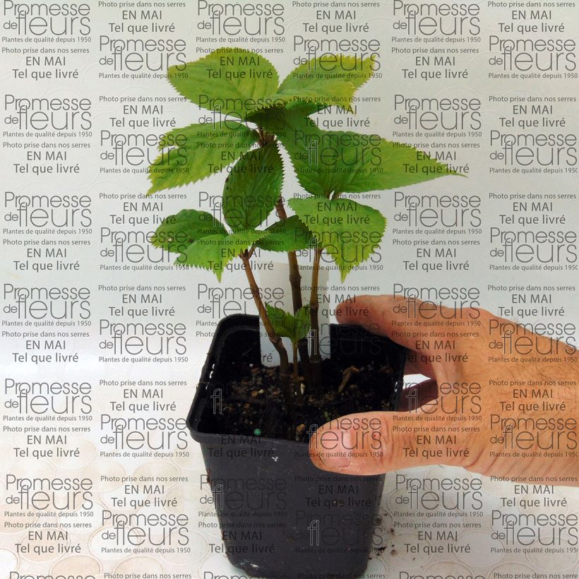 Ejemplo de ejemplar de Chloranthus fortunei Maceta de 8/9 cm tal y como se entrega