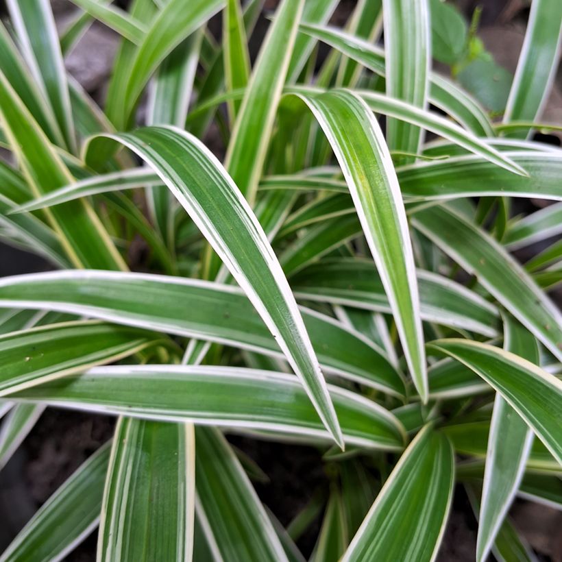 Chlorophytum Irish - Cinta planta (Follaje)