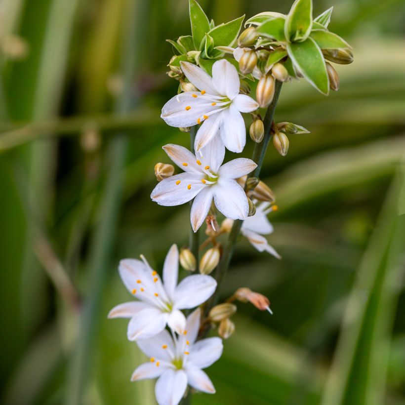 Chlorophytum Irish - Cinta planta (Floración)