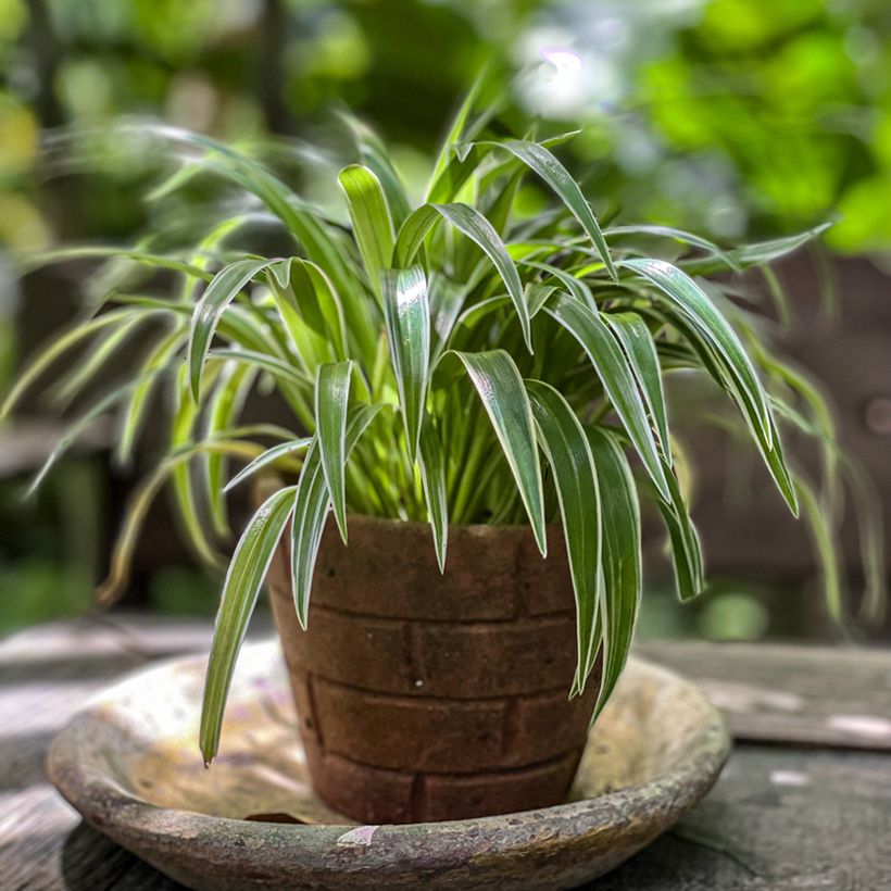 Chlorophytum Irish - Cinta planta (Porte)