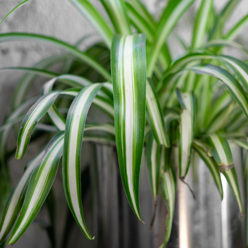 Chlorophytum Variegatum - Cinta planta (Follaje)
