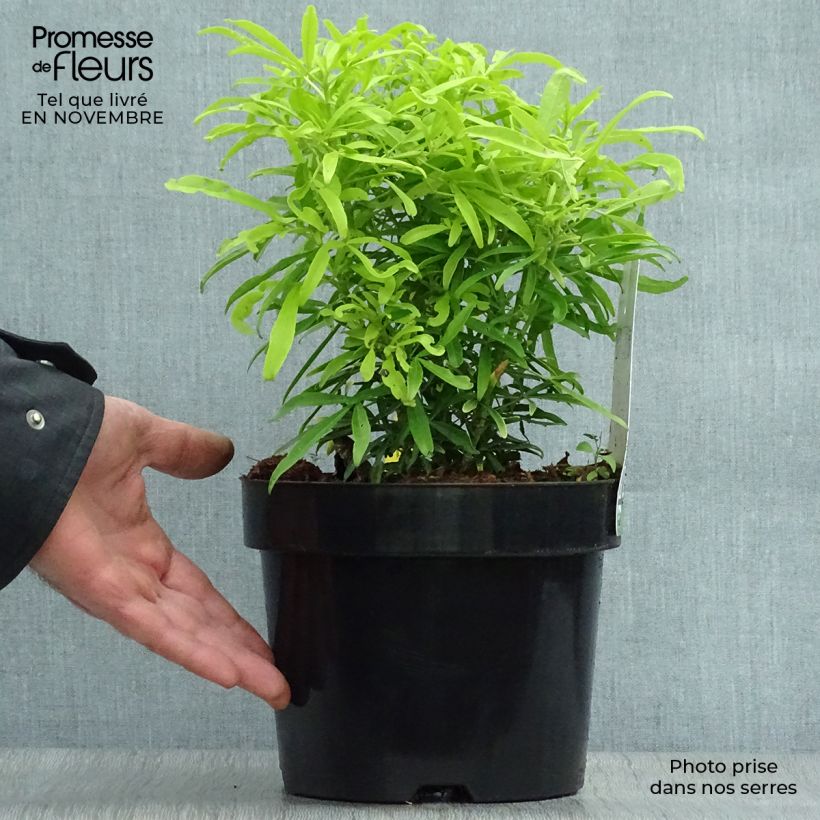 Ejemplar de Naranjo de Méjico - Choisya Aztec Gold Maceta 2L/3L entregado en otoño