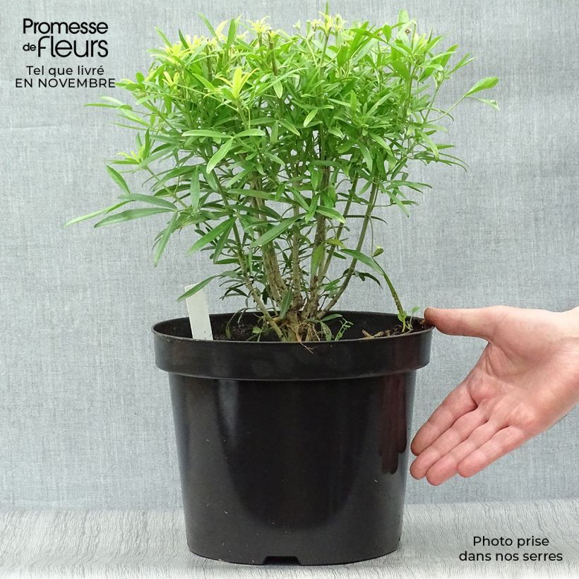 Ejemplar de Naranjo de Méjico - Choisya Aztec Gold Maceta 7,5L/10L entregado en otoño